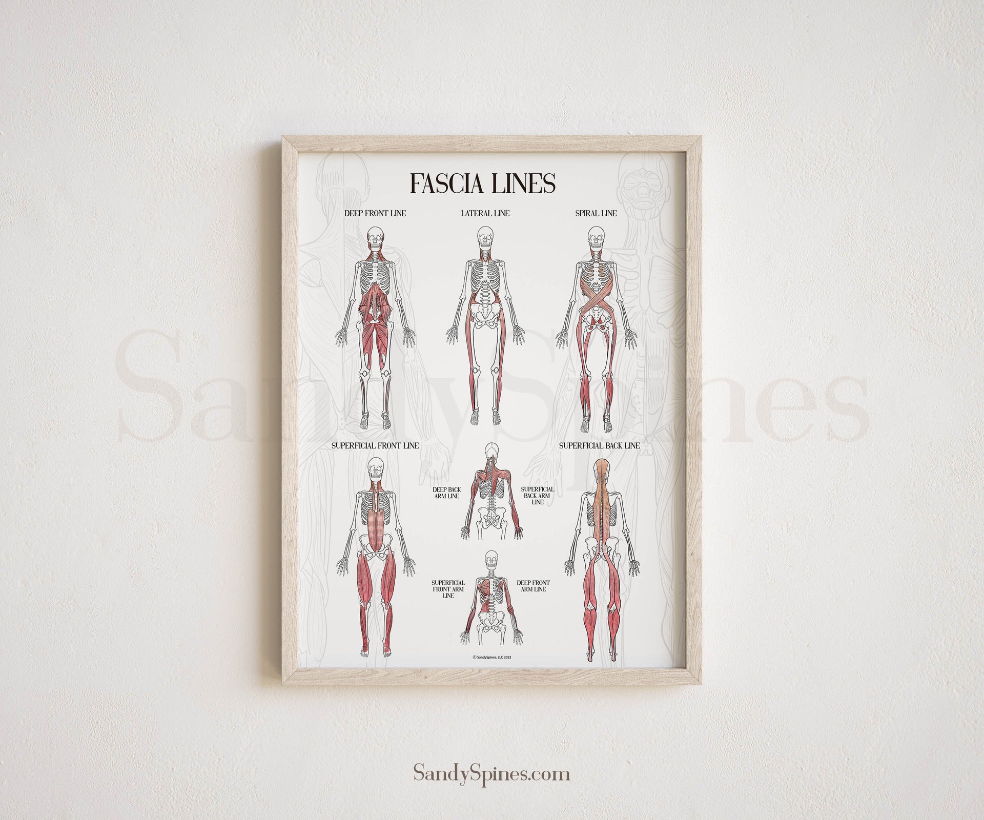 Fascia Anatomy Poster – SandySpines