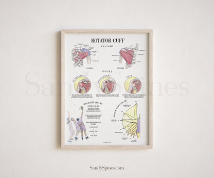 Rotator cuff anatomy and injuries associated with it chiropractic and physical therapy modern posters by SandySpines 