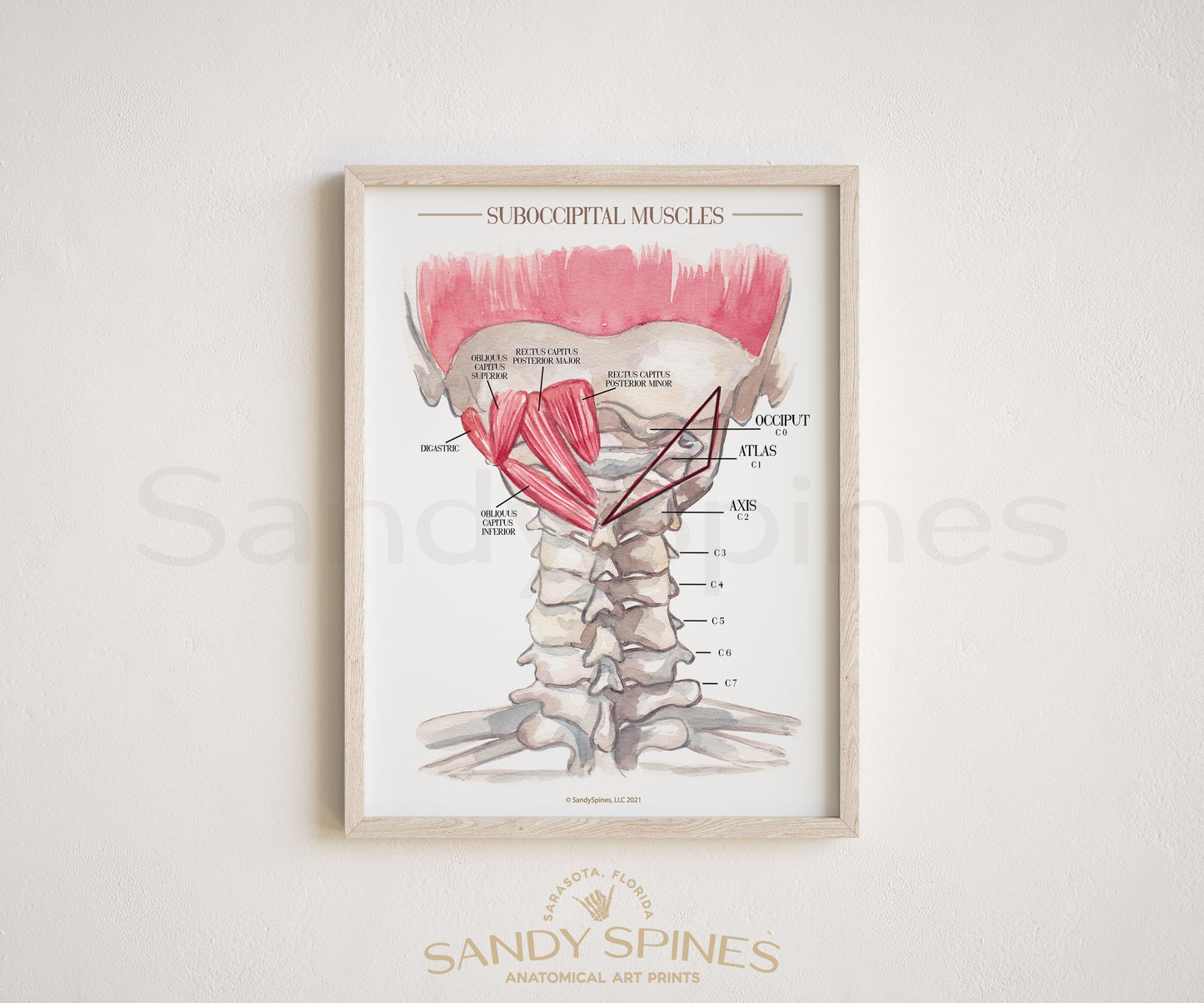 Subocciptial Cervical Musculature Poster