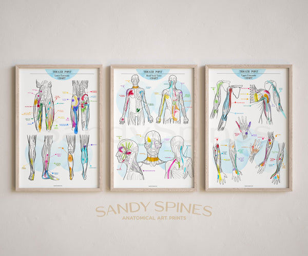 Trigger Point Charts Set Of 3 Posters Sandyspines